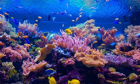 ecosystem fisheries coral reefs world Doc